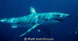 Great White Shark. Neptune Islands South Australia. by Matt Hutchinson 